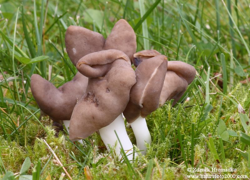 chřapáč pružný, Helvella elastica (Houby, Fungi)